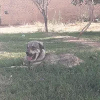 ماده پژدرکورد|سگ|فرمهین, |دیوار