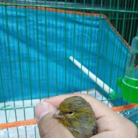 قناری قناری|پرنده|شاهرود, |دیوار