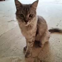 گربه پیدا شده