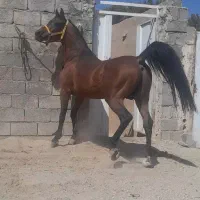 اسب نریان|اسب و تجهیزات اسب‌سواری|خمینی‌شهر, |دیوار