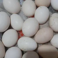 تخم مرغ نطفه دار برهما، گلین و میکس