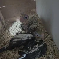 عروس هلندی|پرنده|میانه, |دیوار