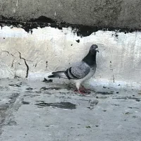 کبوتر مسافتی