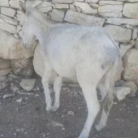 خر یک ساله فروشی موقعیت اسماری|حیوانات مزرعه|باغ ملک, |دیوار