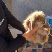 فروش یک خرگوش لوپ فرانسوی