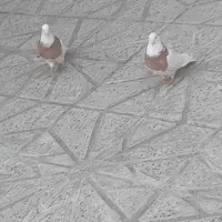 کلفه اویناق|پرنده|اردبیل, |دیوار