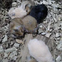 همستر سوری و طلایی|موش و خرگوش|علی‌آباد کتول, |دیوار