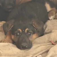 واگزاری سگ ژرمن