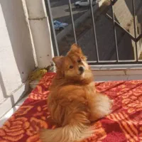 فروش سگ پامر