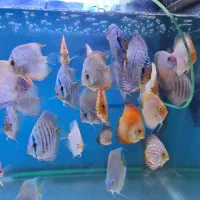 دیسکس زیبا و غذاخور|ماهی|تهران, زاهد گیلانی|دیوار