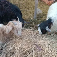 چپیش بزغاله ،،