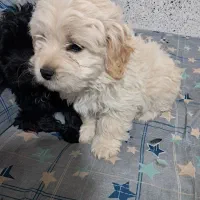 سگ تریر پاکوتاه|سگ|شیراز, دارالرحمه|دیوار