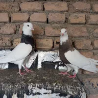 کبوتر