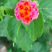 ختم و  نماز ‌ و روزه برای   اموات