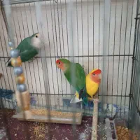 طوطی برزیلی|پرنده|شاهرود, |دیوار