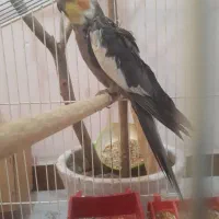 عروس هلندی|حیوانات|اهواز, کوی ملی راه|دیوار