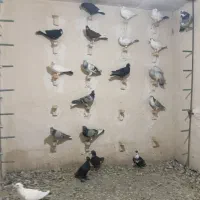 کفتر سوراخ