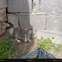 خرگوش کوهی|موش و خرگوش|دوگنبدان, |دیوار