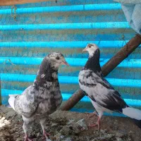 تعدادی کبوتر|پرنده|کرج, آق تپه|دیوار