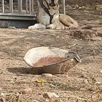 سگ پژدر اصل