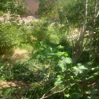 منزل مسکونی نوق رفسنجان (کمال ابادنوق)|اجارهٔ خانه و ویلا|فردوس (کرمان), |دیوار