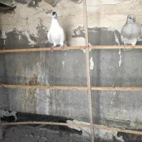 کفتر مفت مفت