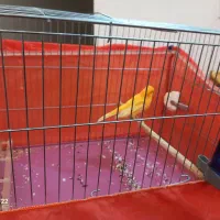 قناری پرتقالی نر