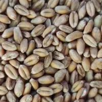 گندم اکلید فرانسوی بهترین در مقابل دیگر ارقام|خدمات باغبانی و درختکاری|خزل, |دیوار