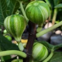 نهالستان گردو و بادام دیرگل و پربار پالیز|خدمات باغبانی و درختکاری|اشتهارد, |دیوار