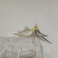 عروس هلندی|پرنده|مشهد, باغ فراگرد|دیوار