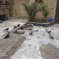 کبوتر فروشی