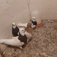 سلام کبوتر ها همش سالمند واکسن خورده|پرنده|ملکان, |دیوار