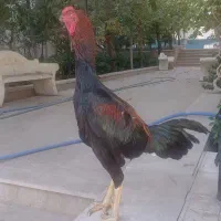 خروس لاری