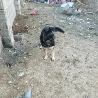 سلام سگ ژرمن