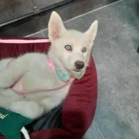 هاسگی سه ماهه