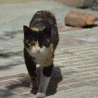 واگذاری گربه رایگان