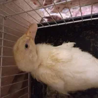 اردک|حیوانات مزرعه|تهران, شیوا|دیوار