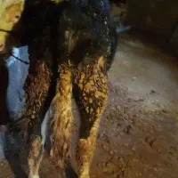 گوساله|حیوانات مزرعه|فیروزآباد (لرستان), |دیوار