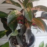 معاوضه با پتوس