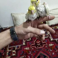 عروس هلندی سالم|پرنده|بناب, |دیوار