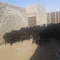 بره بزغاله میش|حیوانات مزرعه|آران و بیدگل, |دیوار