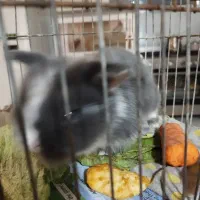 حیوانات|موش و خرگوش|تبریز, |دیوار