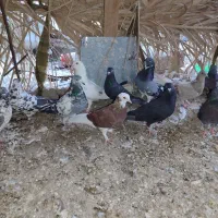 ۱۱ عدد کفتر کفتر|پرنده|کهنوج, |دیوار