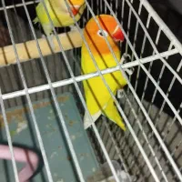 طوطی برزیلی فیشر مولد|پرنده|دره شهر, |دیوار