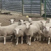 بره ماده رومن مجموعه تاپ ژن