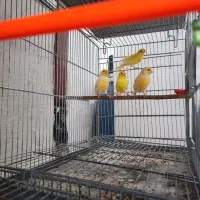 قناری ماده 14عدد