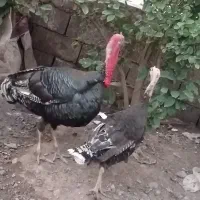بوقلمون نرو ماده