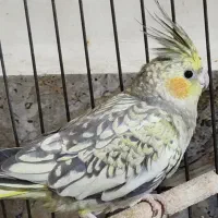 عروس هلندی و مرغ عشق|پرنده|آبادان, |دیوار