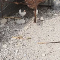 مرغ سفید چهل تاج|حیوانات مزرعه|خورموج, |دیوار