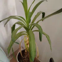 گل و گلدان زیبا یوکا